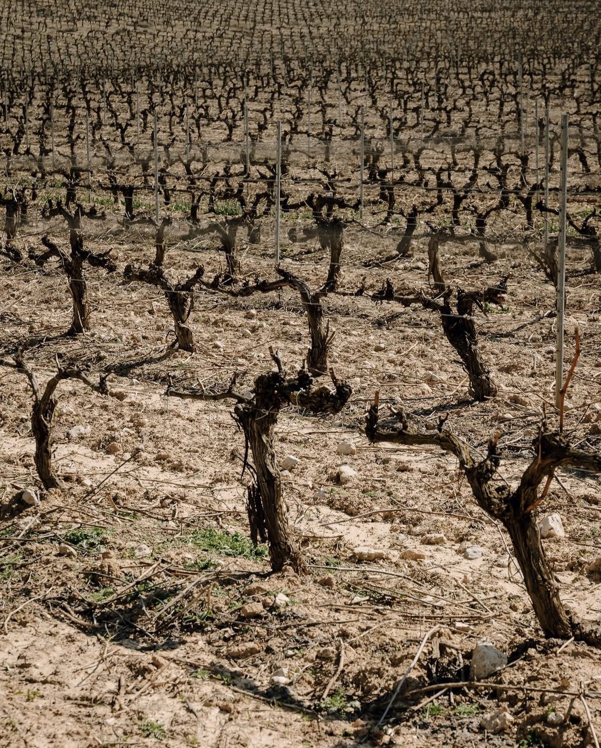 Cepas de Tempranillo podadas en invierno sobre suelo calizo en Horcajo de Santiago