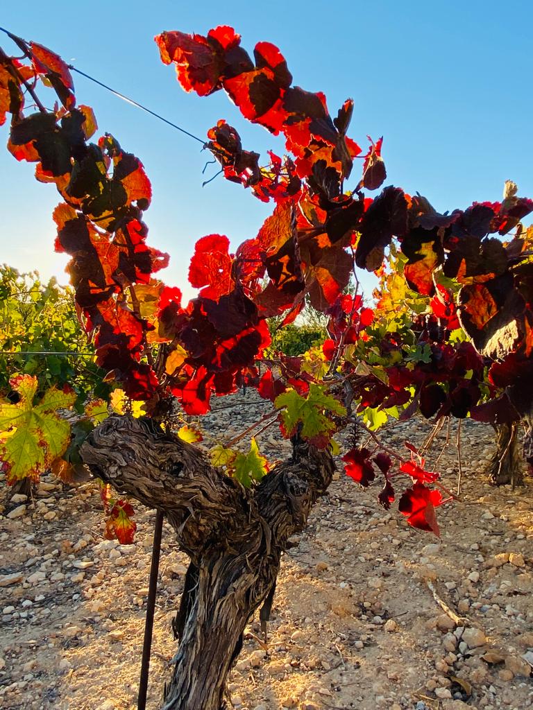 Viñedo de Finca Carramiñana con hojas rojizas en otoño y cielo nublado